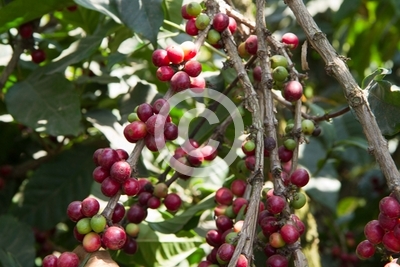 coffee plantation