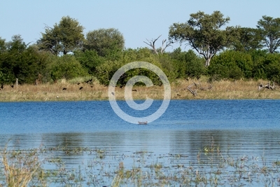 hippos in the water of the okavango delta in botswana