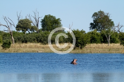 hippos in the water of the okavango delta in botswana