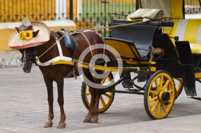 horse carriage in izamal