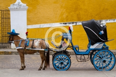 horse carriage in izamal