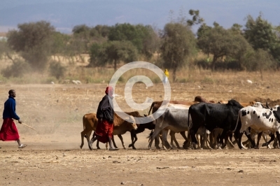 life of masai people around arusha in tanzania