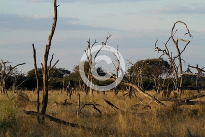 nature of the okavango delta in botswana
