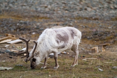 reindeers walking  in the svalbard islands