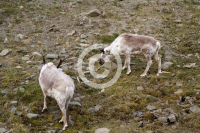reindeers walking  in the svalbard islands